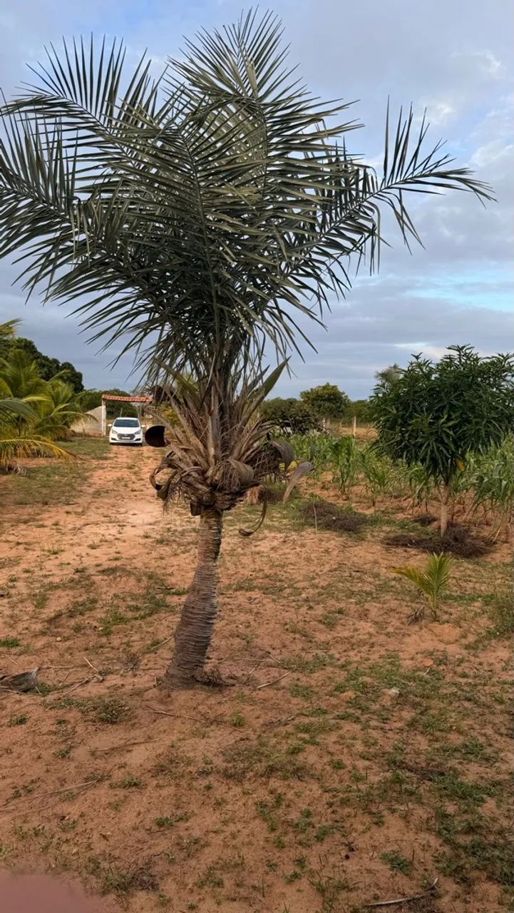 Vendo 2 tarefas de terra - Foto 5
