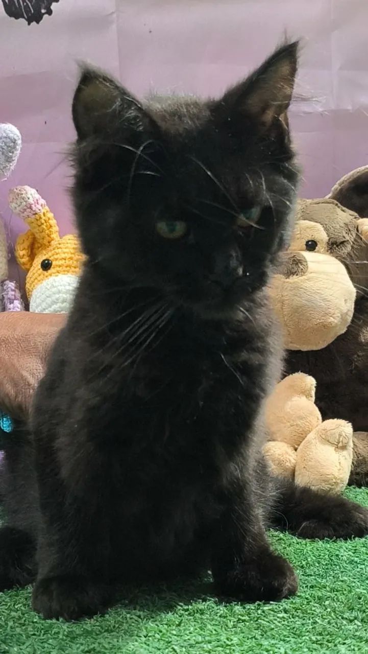 Maine Coon - Foto 4