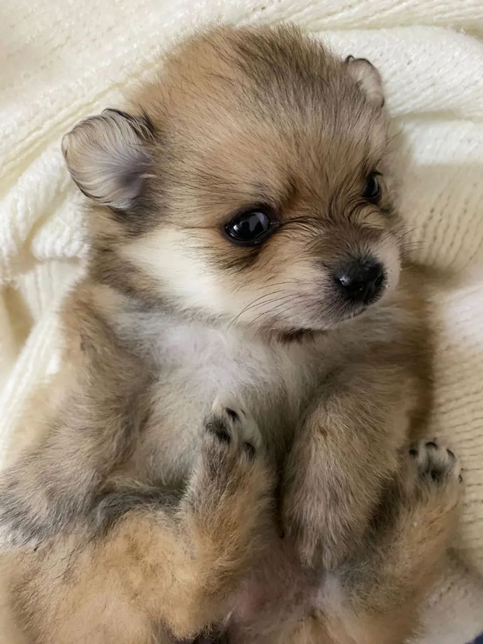 Splitz alemão fêmeas e macho - cães de raça  - Foto 3