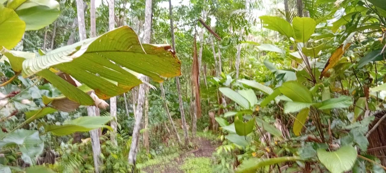Foto - Macapá - Muruci (Fazendinha)