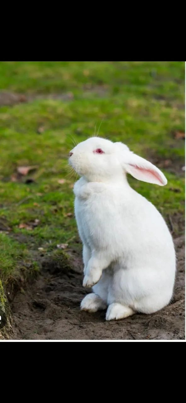 Filhotes Coelhos comuns raça grande