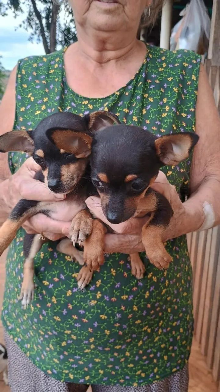 Pinscher  - Foto 2