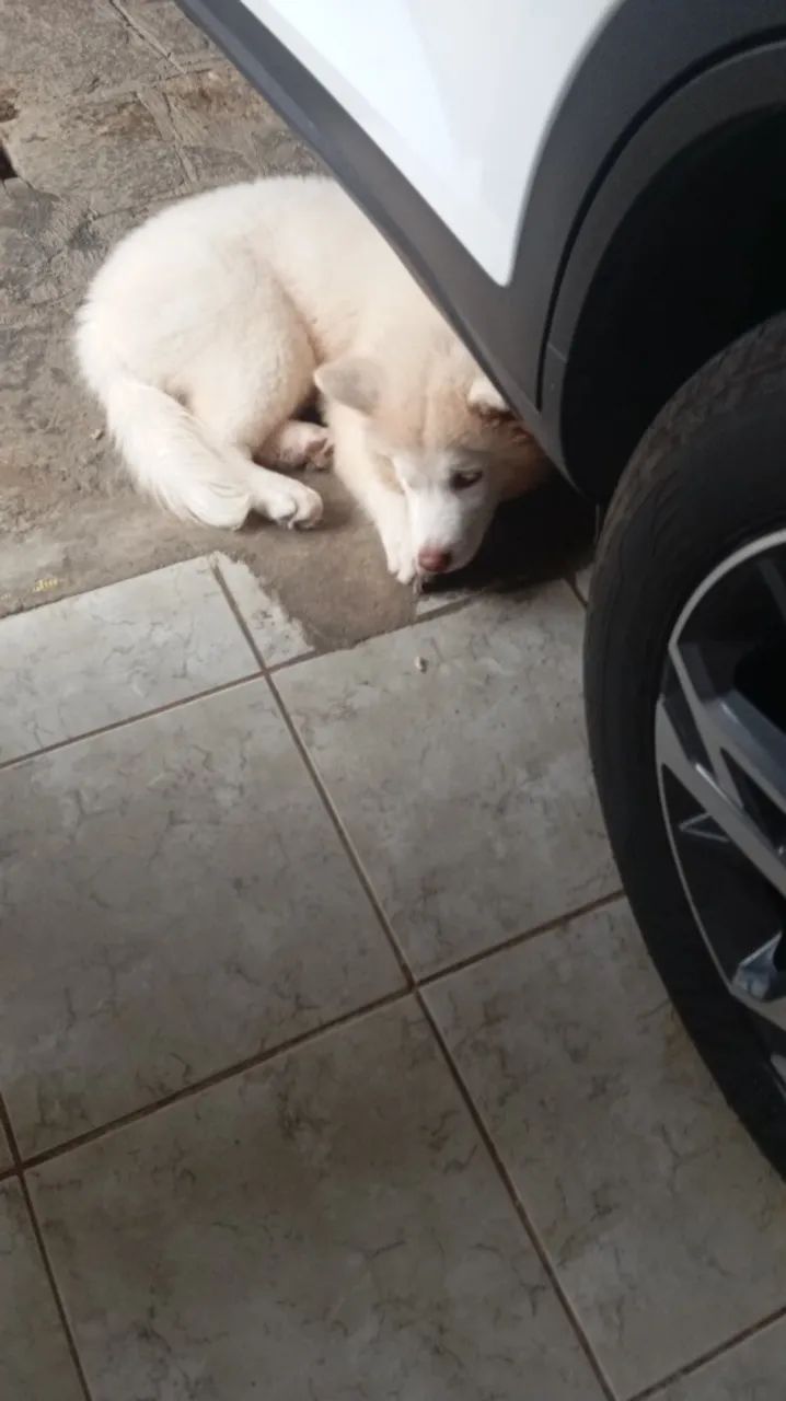 Husky  - Foto 3
