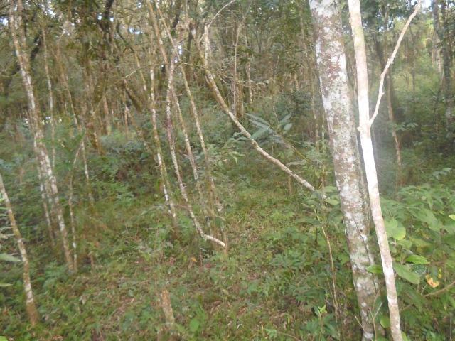 Terreno 6.000 m² - Foto 8