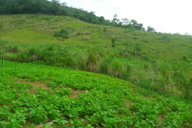 Fazenda 35 alqueires em colatina - Foto 9