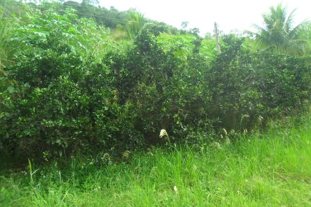 Fazenda 35 alqueires em colatina - Foto 13