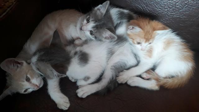 Gatinhos