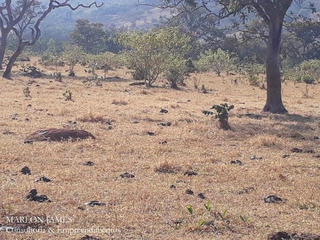 Fazenda Cultura entre Goiás e Mossamedes! - Foto 11