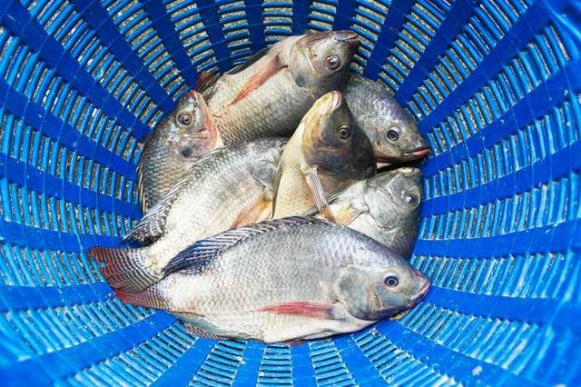 Peixe Tilápia - Foto 2