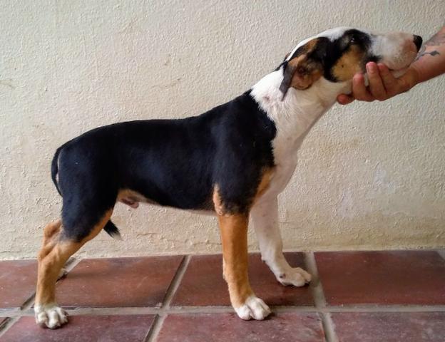 Filhotes Bull Terrier Inglês - Foto 2