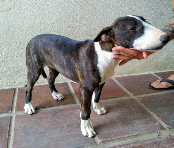 Filhotes Bull Terrier Inglês - Foto 4