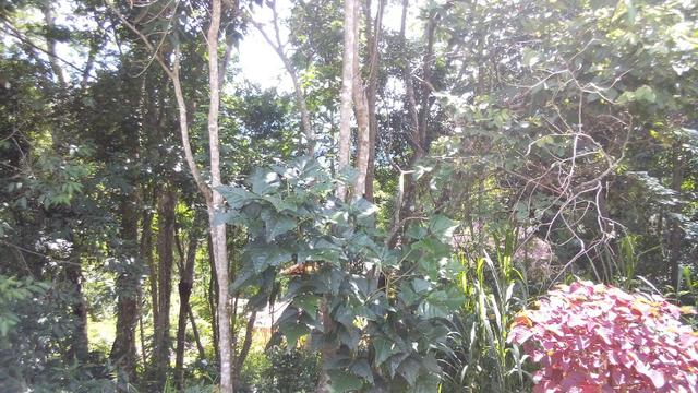 Terreno em bairro nobre de Teresópolis - Foto 2