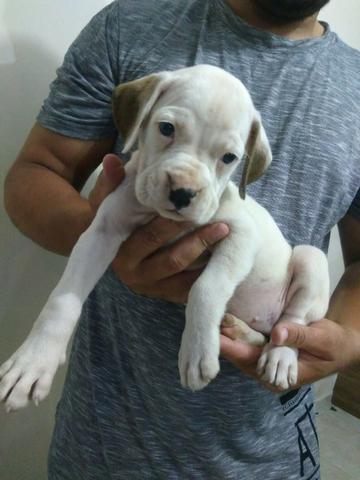 Filhotes de Boxer