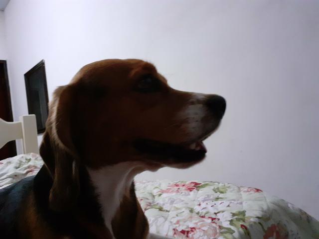 Procuro namorada - Foto 3