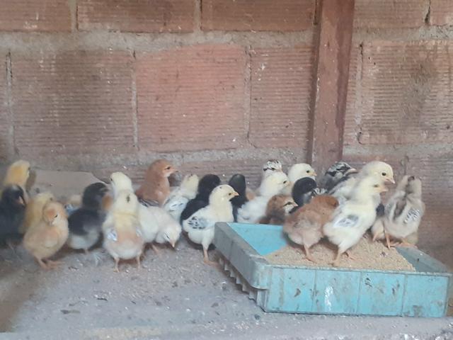 Ovos 100% galados, Pintos de capoeira, Patos gamesa - Foto 2
