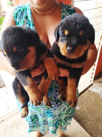 Hottweiler - Foto 4