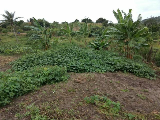 Terreno no Muricy - Foto 4