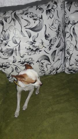 Pinscher macho - Foto 2