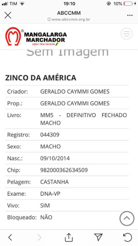 Cavalo - Foto 5