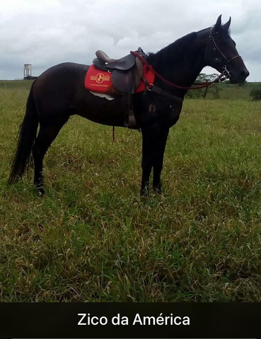 Cavalo - Foto 2