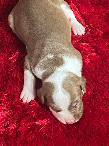 Filhotes de Pit Bull - Foto 2