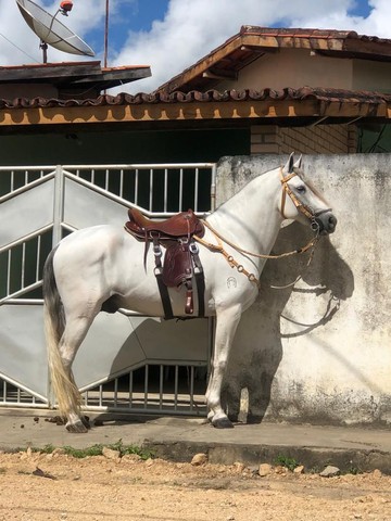 Cavalo MM Registrado de Picado 