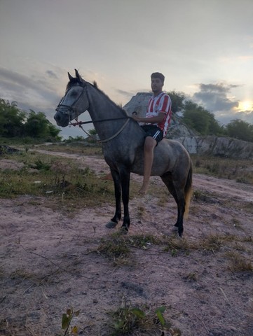 Cavalo Mestiço de Manga larga marcha picado