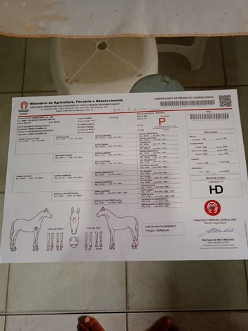 Cavalo MM Registrado de Picado 