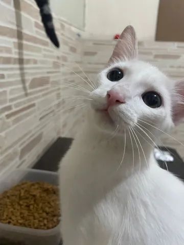 Gato para adoção  - Foto 2
