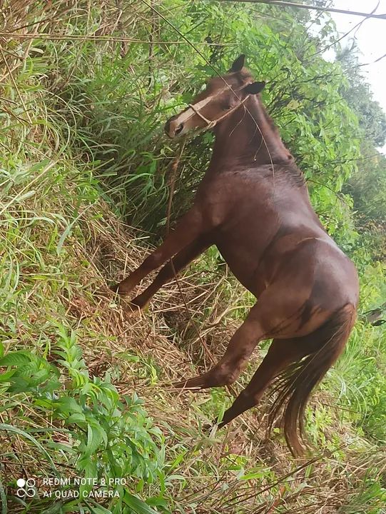 Vendo cavalo bom e manço  - Foto 2
