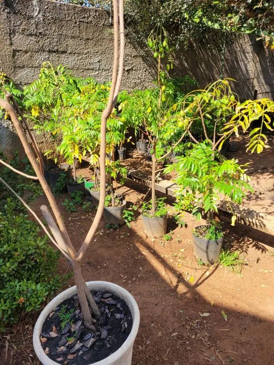 Mudas de Cajamanga para vaso ou chão  - Foto 2