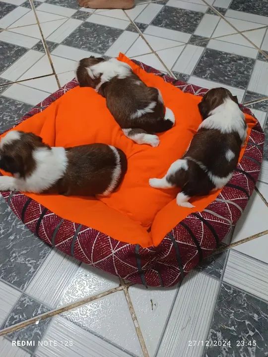 Lindos filhotes Shih Tzu - Foto 5