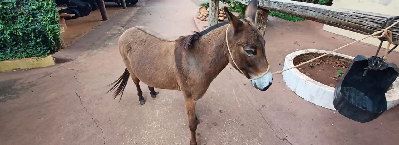 Mini Mula ,Mansa de cela e charrete - Foto 5