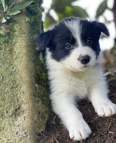 Border collie best sale blue merle olx