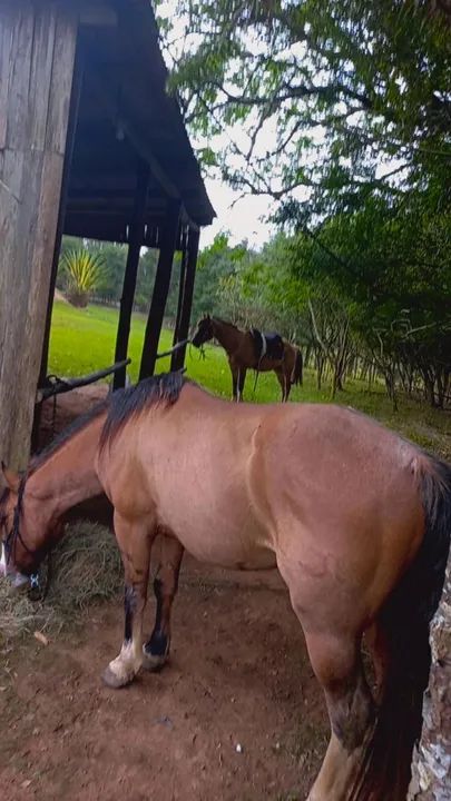 Gateado venda ou brique - Foto 2