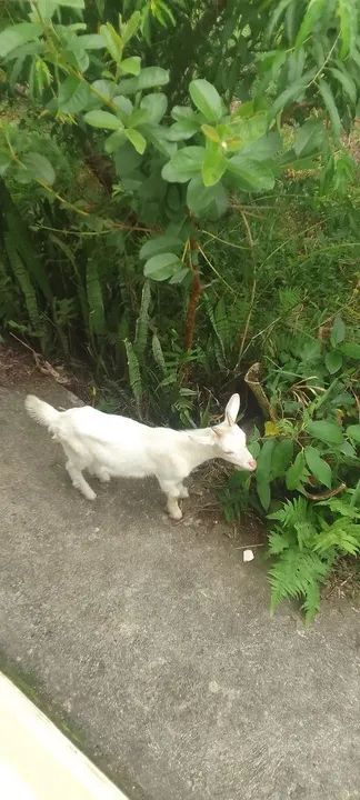 Bode e  cabras - Foto 2