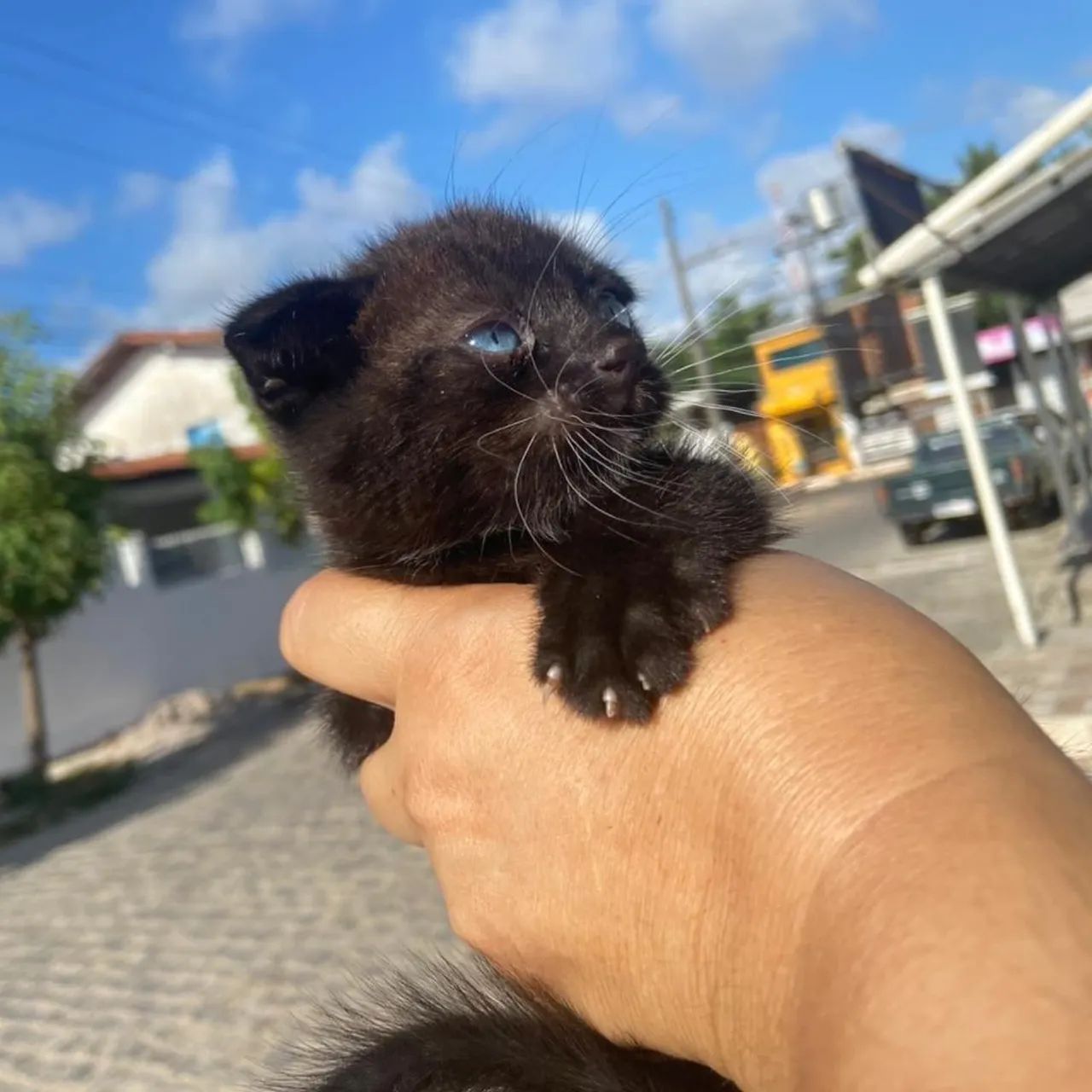 Gatinho scolthfold, da orelhinha voltada para frente de olhinhos azuis 
