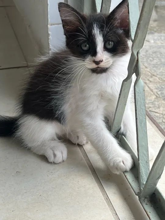 Gatinhos para doação  - Foto 3