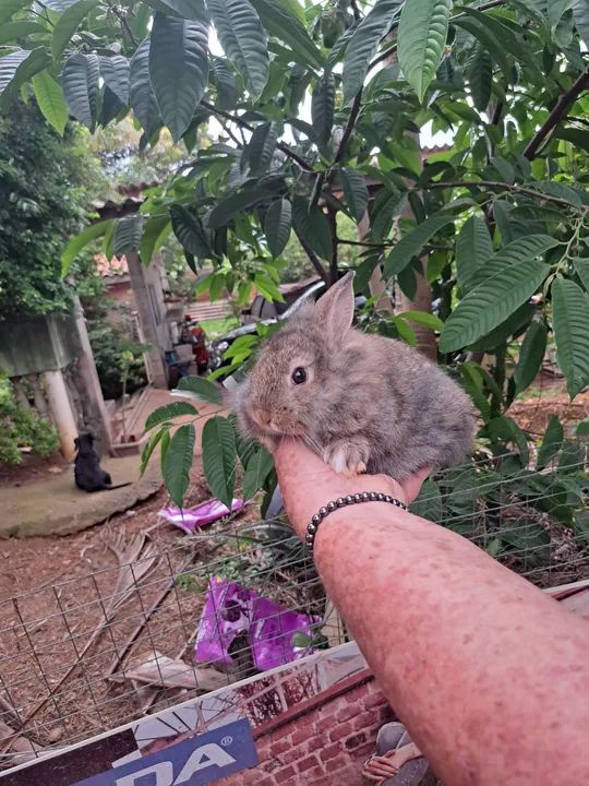 Coelhinho fofinho para venda - Foto 6