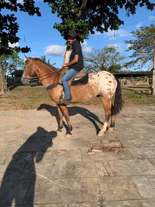 Cavalo de esteira  - Foto 2