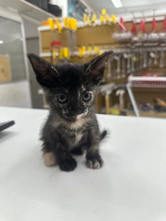 Gatinha Fofa para Adoção - Foto 2