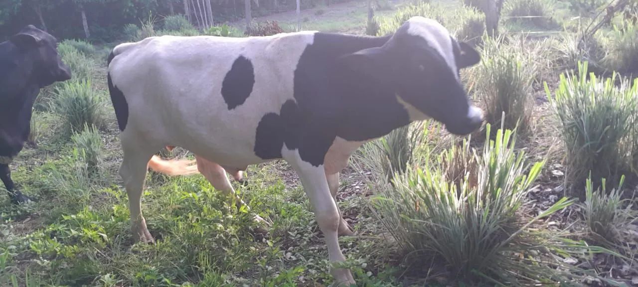 Vendo Garote  - Foto 2