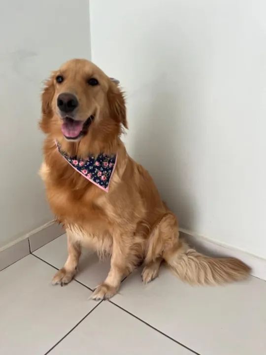 Filhotes Golden Retriever com pedigree - Foto 6