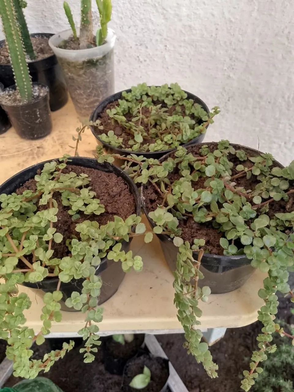 Cactos pendentes e plantas  - Foto 4