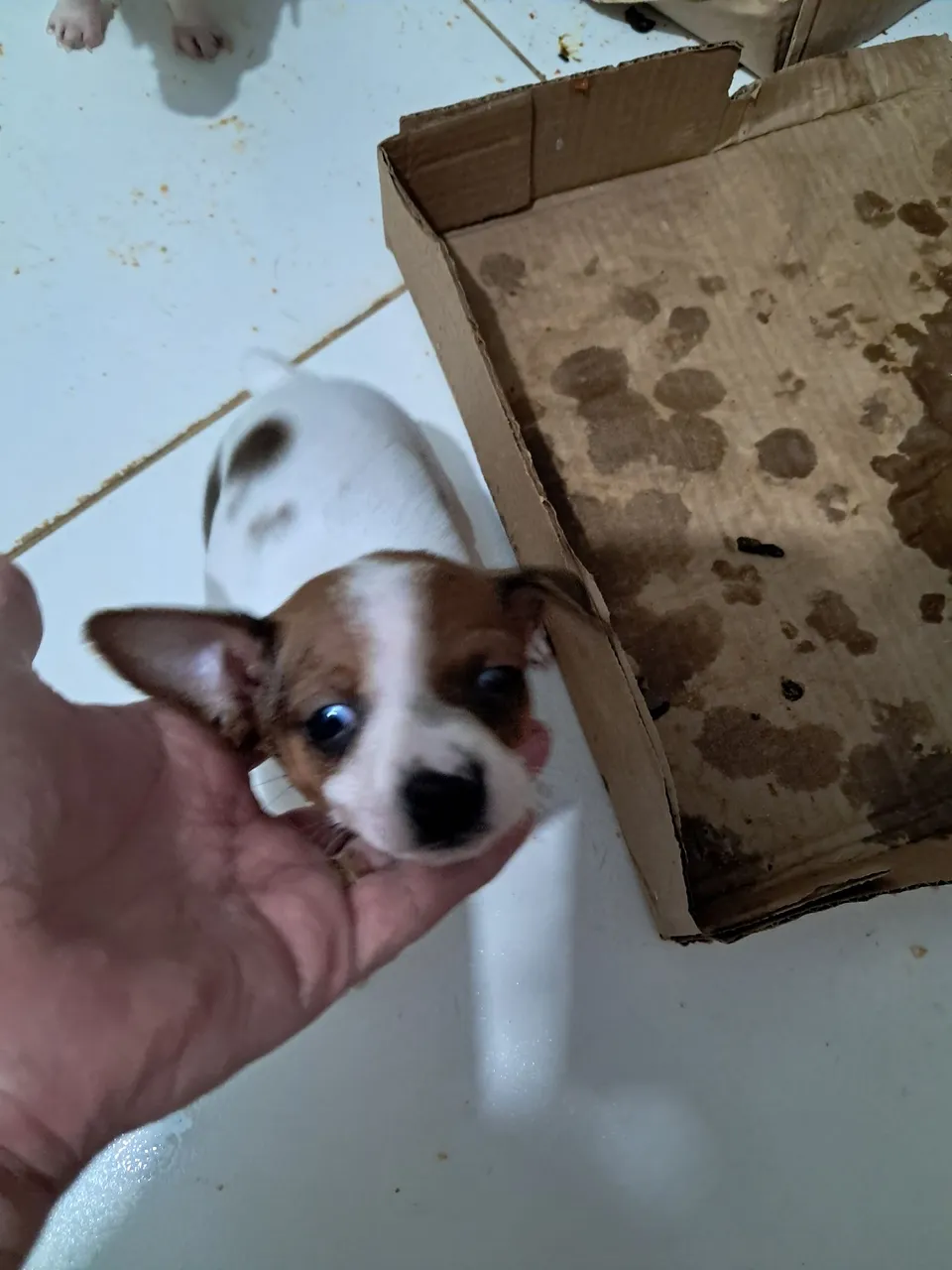 Pinscher machim malhado 