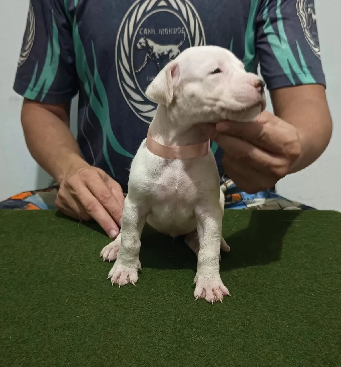 Dogo Argentino