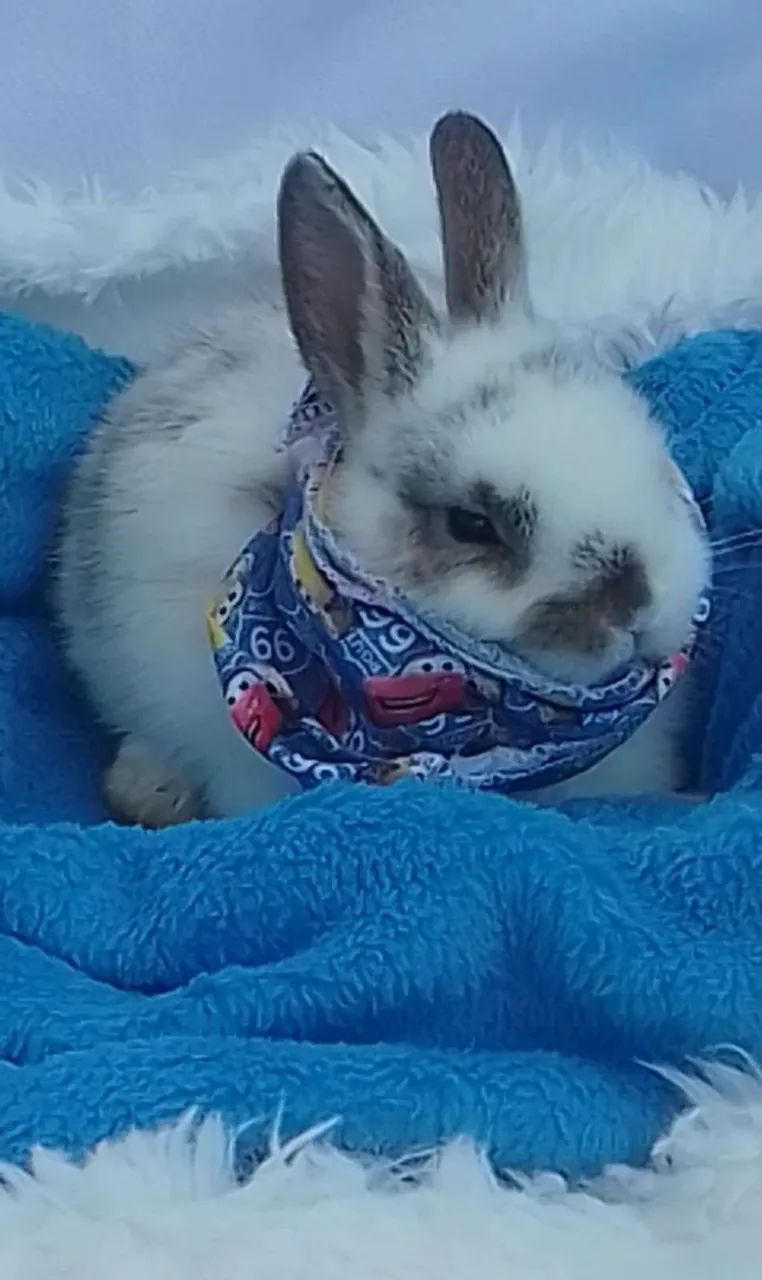 Coelho mix de Netherland com Lion com 30 dias 