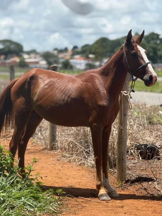 Vende-se potra mangalarga - Foto 2