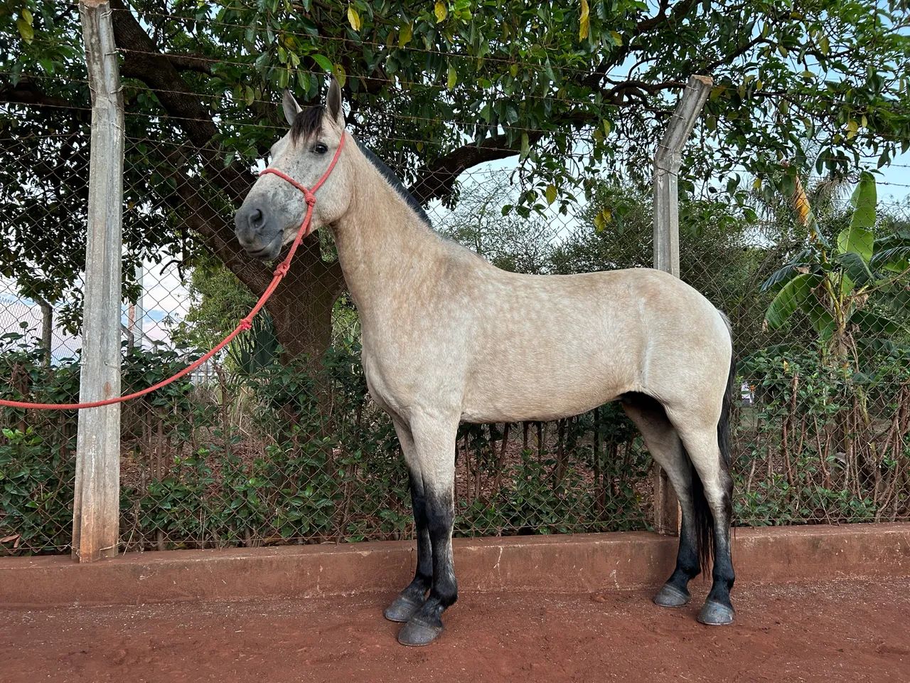 Cavalo Mangalarga  Cela e charrete 