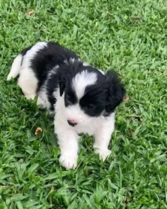 Filhotes de Cachorro lhasa Apso 